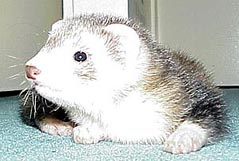 Ferret Picture